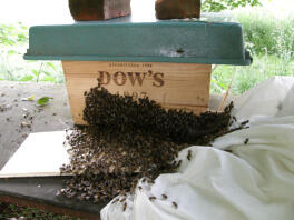 swarm entering temporary box