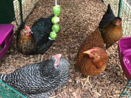 My hybrid girls at 18 weeks old