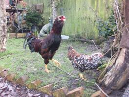 Orloff Bantams 