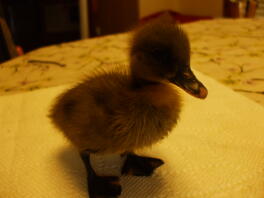 Two Week Old Baby Blue Runner Duck