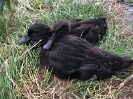 Two lovely ducks.