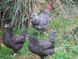 Trio of Cuckoo Marrans