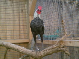 silver birchen