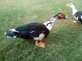 Male muscovy duck