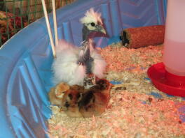 White Showgirl Silkie 5 weeks old