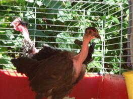 naked neck hen