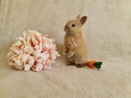 Betty - 3 weeks