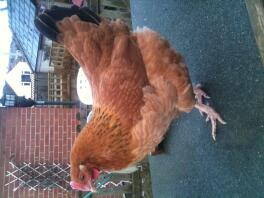 Chicken on top of its coop