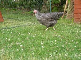 Chicken in garden with Omlet chicken fencing