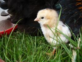 Chick in grass