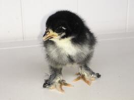 Week old Pekin Sablepoot