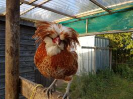 Beautiful Polish Cockerel!