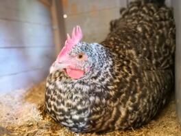 A black and white chicken roosting in a coop