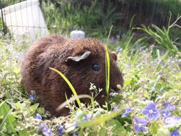 Guinea pig in run