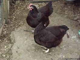 Rhode Island Hens