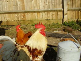 our scotch dumpy cockerel and his pekin friend