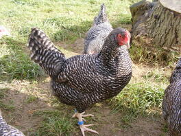 Scots Grey Hen