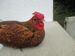Our sebright cockerel Sugar