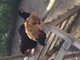 Two chickens standing on a wooden ladder