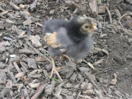 Vorwerk chick 9 days old