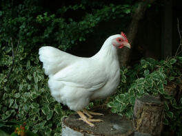 White rock hen standing on tree stump