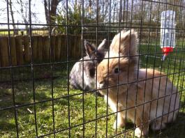 Lionhead Does