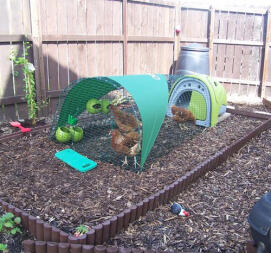 Green Eglu chicken coop with run, shade cover and 3 chickens on wood chippings
