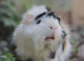 Close up of guinea pig