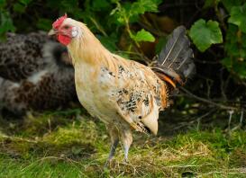 Young Citron Pencilled Hamburg Cockerel