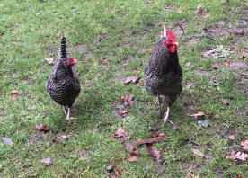 Pair of Scots Greys roaming.