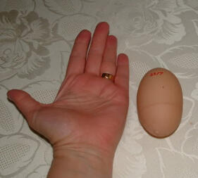 Hand and egg