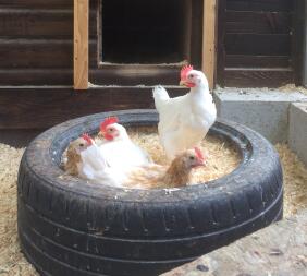 Four boys together in a tyre