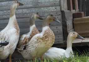 Four young Welsh Harlequin hens