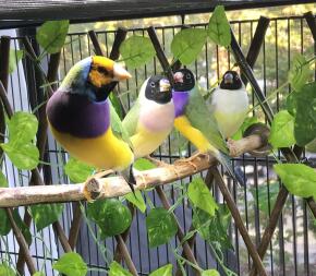 Finches and canaries