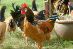 Chickens in garden