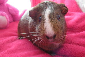 Cocoa
