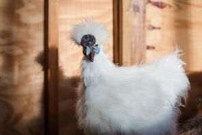 White Silkie Cockerel