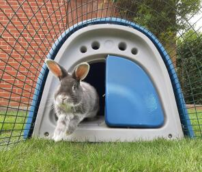 Bunny Play Time with Dylan!