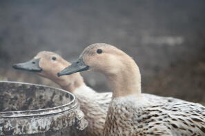 Abacot Ranger ducks