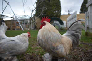 Lavender millefleur booted bantam pair