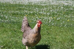 cream legbar hen