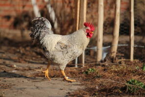Cream legible male