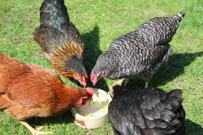 My girls cooling off on a hot day