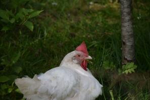 Snoozing leghorn