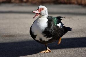 Muscovy duck