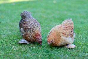 Henny & Penny the Pekin Pair.