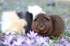 A rex cochon guinea pig.