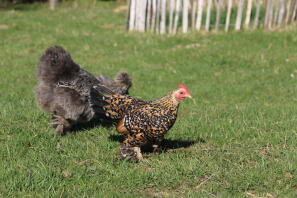 Chickens in garden