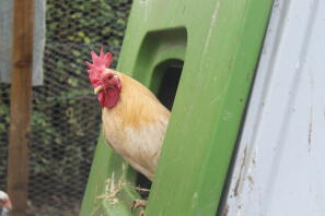 Pixie on look out from the nest box.