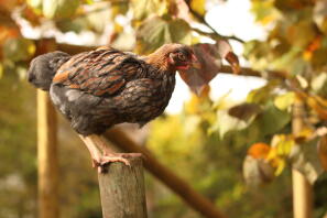 Blue Laced Wyandotte Cockerel